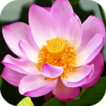 Logo of Blooming Lotus Video Wallpaper android Application 