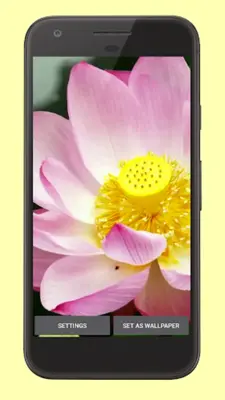 Blooming Lotus Video Wallpaper android App screenshot 0